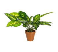 Plante Dieffenbachia C-Pot 30 feuilles H45