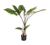 Plante Dieffenbachia C-V 10feuilles H134