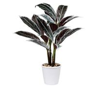 Plante d'intérieur artificielle Cordyline Fruticosa pour une décoration d'intérieur exotique, vase blanc pour la maison ou le bureau