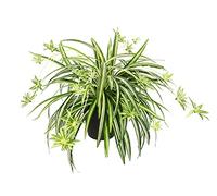 Plante d'intérieur artificielle plante araignée en pot Chlorophytum Nénuphar plante araignée plante suspendue plante artificielle suspendue plante en plastique artificielle artificielle décoration de