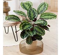 Plante d'intérieur Calathea Medalion grande, réelle, toujours verte, haute, rare.