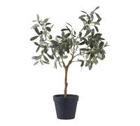 Plante d'intérieur House Nordic Olive Tree Vert 61 cm