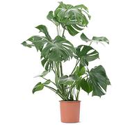 Plante d'intérieur Monstera Deliciosa, aussi appelée plante à fromage suisse, est un arbuste persistant en pot.