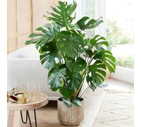 Plante d'intérieur Monstera Deliciosa, aussi appelée plante à fromage suisse, est un arbuste persistant en pot.