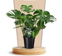 Plante d'intérieur Monstera Deliciosa aux feuilles en forme de fenêtre, Ø21cm