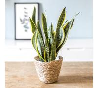 Plante d'intérieur : sansevieria + pot