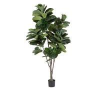 Plante Ficus Lyrata C-Vas 123Leaves H230