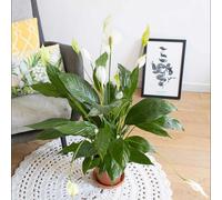 Plante fleur de lune sans cache-pot