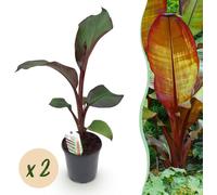 Plante fruitière - Bananier - Ensete ventricosum Maurelli - Rustique - 2 plantes - 30-40cm - Ø20cm - Plante de jardin