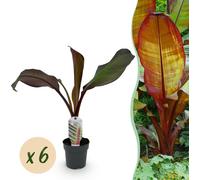Plante fruitière - Bananier - Ensete ventricosum Maurelli - Rustique | 6 pièces - 30cm - Ø12cm - Plante de jardin