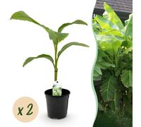 Plante fruitière - Bananier - Musa Basjoo - Rustique - 2 plantes - 30-40cm - Ø20cm - Plante de jardin