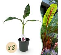 Plante fruitière - Bananier - Musa sikkemensis Red Tiger - Rustique - 2 plantes - 30-40cm - Ø20cm - Plante de jardin