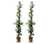 Plante grimpante rustique - Jasmin toscan - 120 cm - Facile à entretenir - Fleurs parfumées