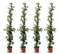 Plante grimpante rustique - Jasmin toscan - 120 cm - Facile à entretenir - Fleurs parfumées