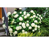 Bloomique - Lot de 4 - Hydrangea Strong Annabelle - Hortensia - Blanc - Plantes de jardin - Résistante au gel - Hauteur 40-50 cm - Pot 19 cm