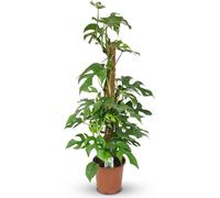 Plante mini trou - Monstera Minima Moss Vine - Vert - Peu d'entretien - 80-90cm - Ø19cm - Plante d'intérieur - Vert persistant
