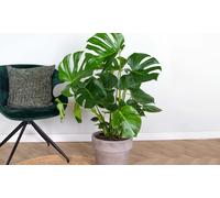 Plante Monstera Deliciosa : P17H65 / 1