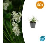 Plante ornementale - White Hainstem - Snow Marbel - Luzula nivea - Pot de 9 cm - Lot de 60 plantes