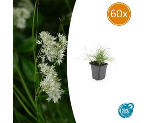 Plante ornementale - White Hainstem - Snow Marbel - Luzula nivea - Pot de 9 cm - Lot de 60 plantes