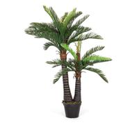 Plante Palm C-Pot 36Laves 2Tr H150