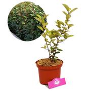 Plante - SCHRAMAS - Elaeagnus Ebbingei (saule olive) - Persistant - Fleurs blanches juillet-septembre - Haie 2 m