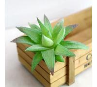 Plante Succulente Artificielle
