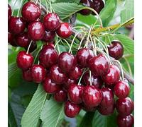 Plante véritable fruitière Cerisier « Ferrovia » de Turi - Prunus AVIUM FERROVIA-A RADICE NUDA 1 mètre