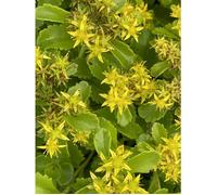 Plante vivace - GRDPLANTEN - Sedum kamtschaticum - Jaune - Pot 9 x 9 cm - Couvre-sol rustique