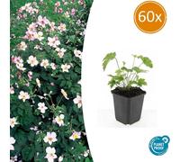 Plante vivace ornementale - Anémone d'automne - Anemone tomentosa 'Robustissima' - Pot de 9 cm - Lot de 60 plantes