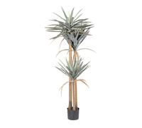 Plante Yucca C-Pot 120 feuilles H152