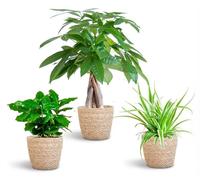 Plantebox respectueuse des animaux - petite - avec panier Sofia naturel - 20-35cm - Ø12cm - Plante d'intérieur - Vert persistant