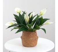 Plantes artificielles (Lot de 3) : Spathiphyllum en Soie Blanc réaliste de 47 cm (18,5 Pouces), Faux Lys de la Paix avec 3 Fleurs et Feuilles Vertes,