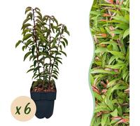 Plantes de haies - Prunus lusitanica Angustifolia - feuille verte - 6 plantes - 1 mètre linéaire - persistant - 40-50cm - Ø20cm - Plante de jardin