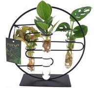 Plantes d'intérieur Intenz Mix à Dubaï, pot en verre Ø12cm, hauteur 25cm