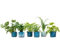 Plantes dont elho Ocean Round bleu atlantique | 6 pièces - 30cm - Ø14cm - Plante d'intérieur - Ensemble complet - Plante avec pot - Multideal