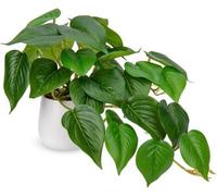 Plantes en céramique pour la décoration de table, le bureau ou le salon