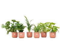 Plantes, y compris elho Vibes Fold Round pink | 6 pièces - 30cm - Ø14cm - Plante d'intérieur - Ensemble complet - Plante avec pot - Multideal