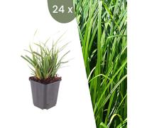 Plants by Frank | 24 Plantes de carex du Japon | Carex morrowii | Graminées ornementales rustiques | Plantes vivaces | Plantes de jardin