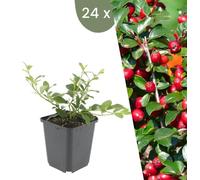 Plants by Frank | 24 Plantes de cotoneaster | Cotoneaster dammeri | Couvre-sol rustique | Vivaces rustiques | Plantes de jardin