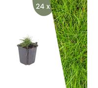 Plants by Frank | 24 Plantes de fétuque | Festuca gautieri | Graminées ornementales rustiques | Vivaces | Plantes de jardin