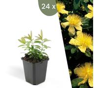Plants by Frank | 24 Plantes de millepertuis | Hypericum calycinum | Couvre-sol rustique | Vivaces rustiques | Plantes de jardin