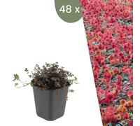 Plants by Frank | 48 Plantes Benoîte des Andes | Acaena microphylla 'Tapis cuivré' | Couvre-sol rustique | Vivaces rustiques | Plantes de jardin