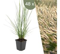 Plants by Frank | 48 Plantes d’herbe aux écouvillons | Pennisetum alopecuroides 'Hameln' | Graminées rustiques | Vivaces rustiques | Plantes de jardin