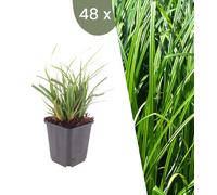 Plants by Frank | 48 Plantes de carex du Japon | Carex morrowii | Graminées ornementales rustiques | Plantes vivaces | Plantes de jardin