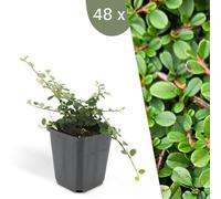 Plants by Frank | 48 Plantes de cotoneaster | Cotoneaster praecox 'Streib's Findling' | Couvre-sol rustique | Vivaces rustiques | Plantes de jardin
