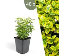 Plants by Frank | 48 Plantes de fusain jaune | Euonymus fortunei 'Emerald 'n Gold' | Couvre-sol rustique | Vivaces rustiques | Plantes de jardin