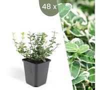 Plants by Frank | 48 Plantes de fusain multicolores | Euonymus 'Emerald 'n Gaity' | Couvre-sol rustique | Vivaces rustiques | Plantes de jardin