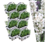 Plants by Frank | 48 Plantes de lavande vraie blanche | Lavandula angustifolia | Couvre-sol rustique | Vivaces rustiques | Plantes de jardin