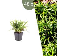 Plants by Frank | 48 Plantes de luzule des bois | Luzula sylvatica | Graminées ornementales rustiques | Vivaces | Plantes d’extérieur | Jardin