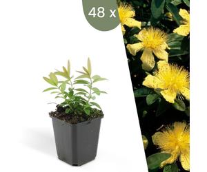 Plants by Frank | 48 Plantes de millepertuis | Hypericum calycinum | Couvre-sol rustique | Vivaces rustiques | Plantes de jardin